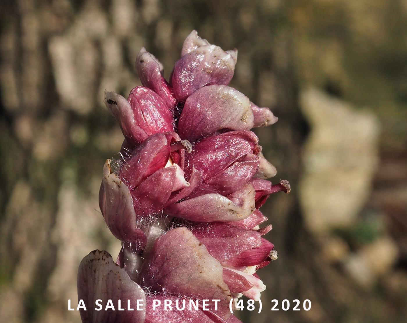 Toothwort flower